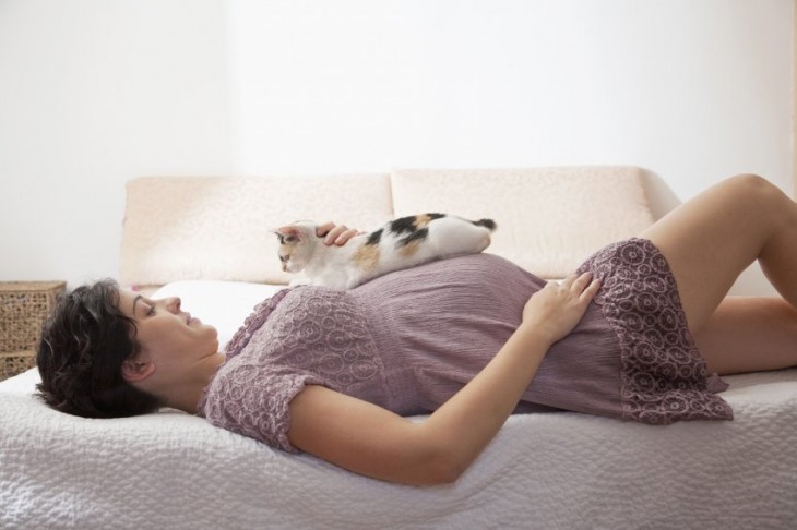 While pregnancy precautions mention avoiding cat litter, the same doesn't apply for cats themselves.